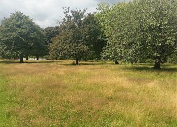 Naturalised grassland area under trees at Dawson Park