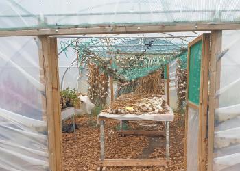 Polytunnel