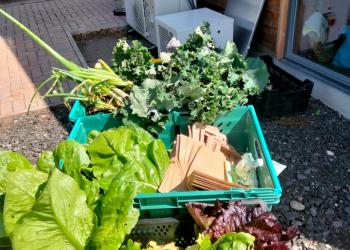 Crate of green veggies
