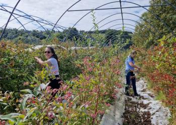 Two people picking berries