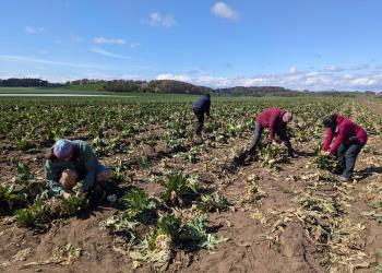 4 people out working on a field of crops