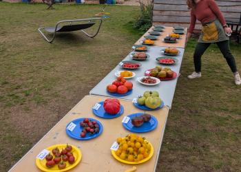 Tomato celebration at Dawson Park