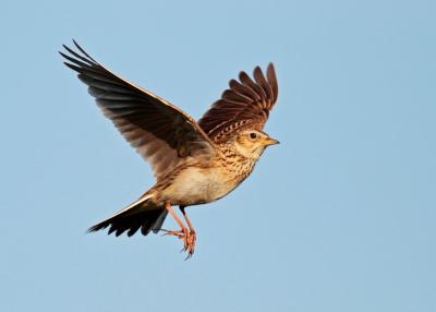 Skylark bird in flight