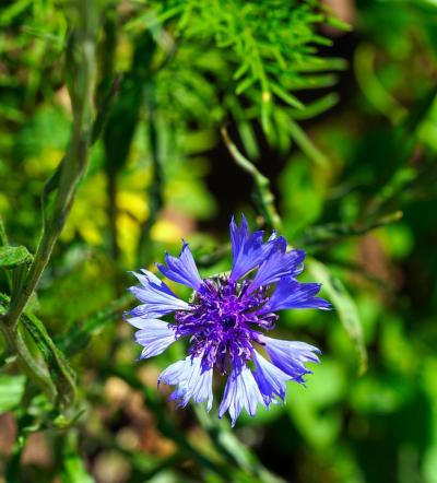 Cornflower