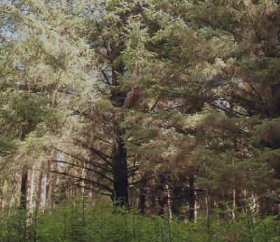 Woodland