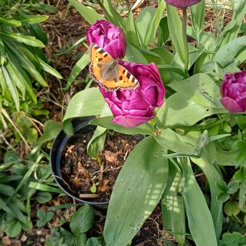Butterfly sitting on a pink flower