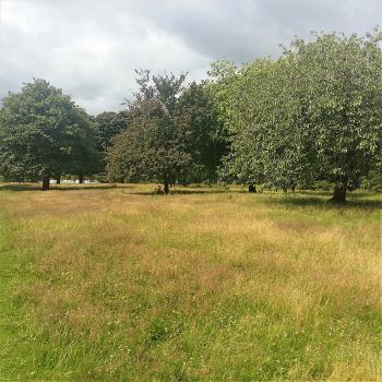 Naturalised grassland area under trees at Dawson Park